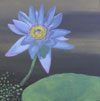 Lotus4_acrylic on canvas_30x30cm